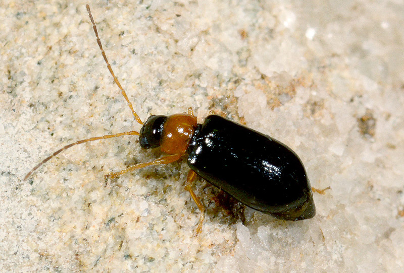 Chrysomelidae:  Luperus sp.